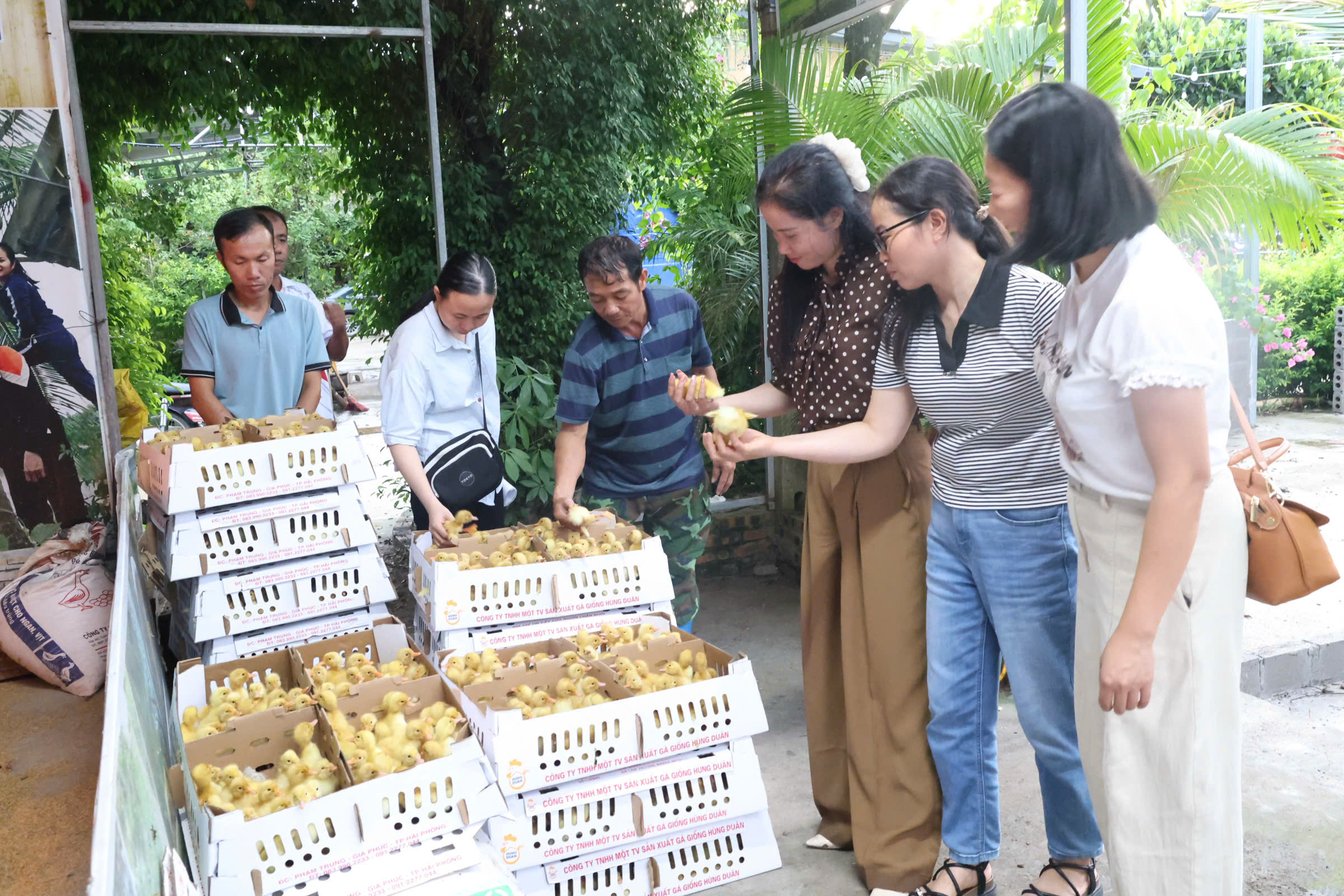 Triển khai mô hình "Chăn nuôi vịt thương phẩm" tại phường Đường Hào